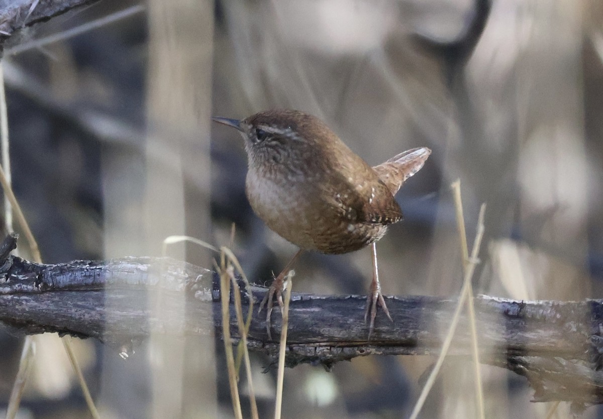 Winter Wren - ML645894114