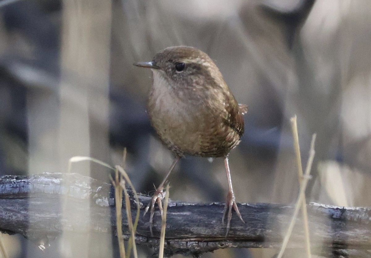 Winter Wren - ML645894115