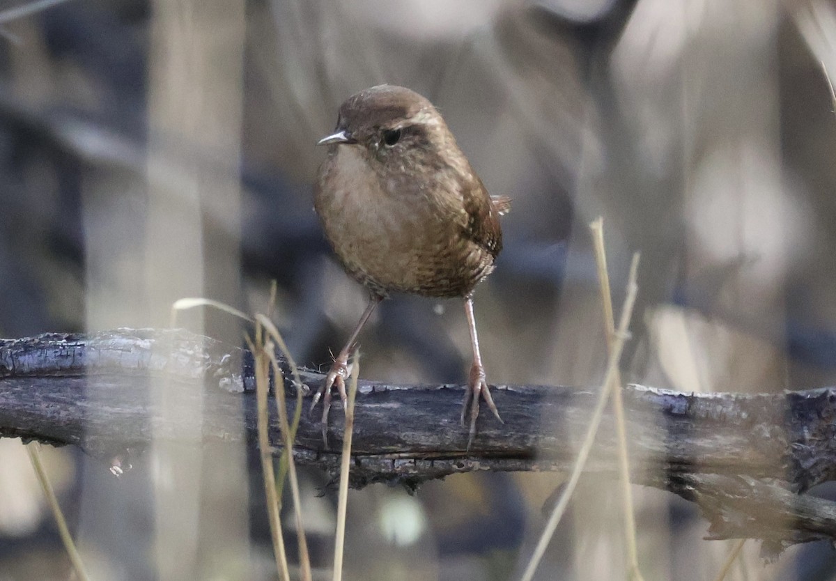 Winter Wren - ML645894116