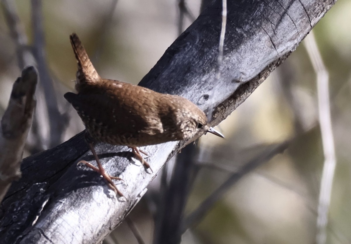 Winter Wren - ML645894117