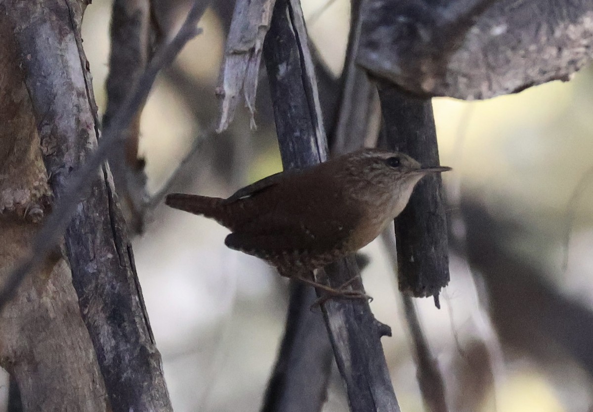 Winter Wren - ML645894118