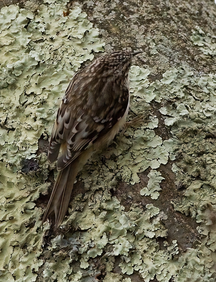 Brown Creeper - ML645894120