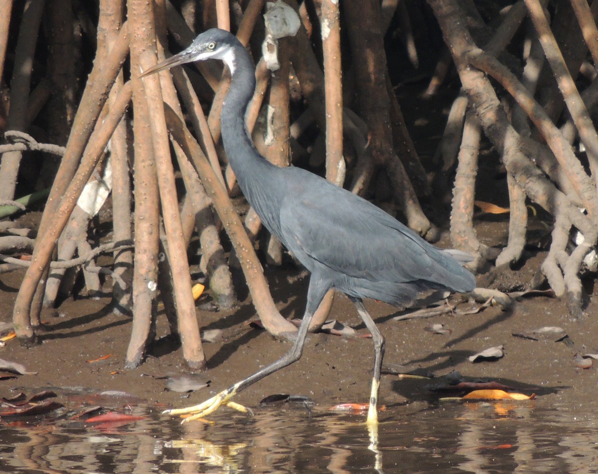 volavka přímořská - ML645894121