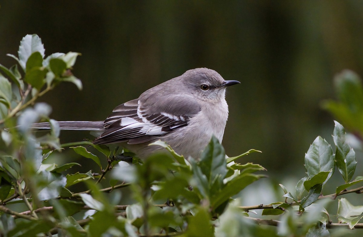 Northern Mockingbird - ML645894128