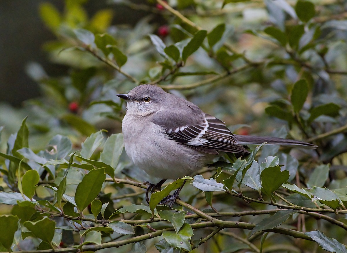 Northern Mockingbird - ML645894134