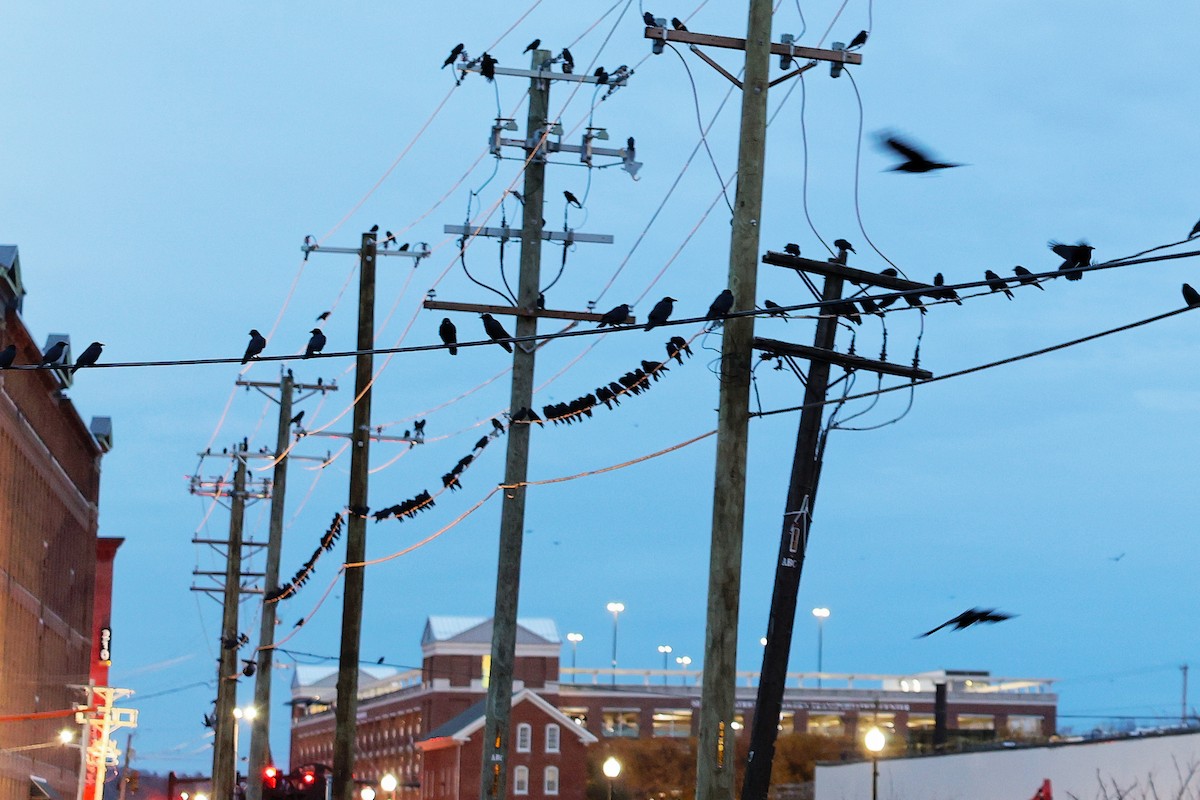 Fish Crow - ML645894139