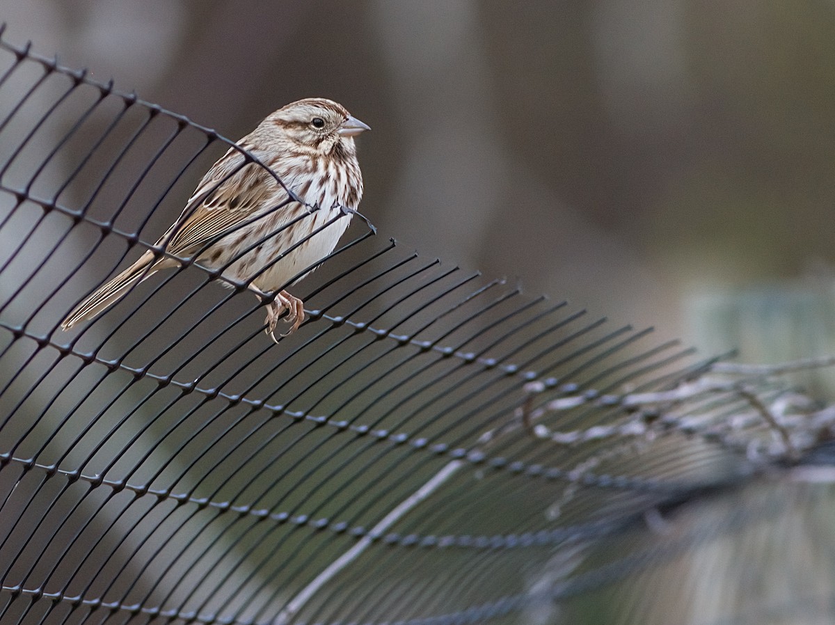 Song Sparrow - ML645894141