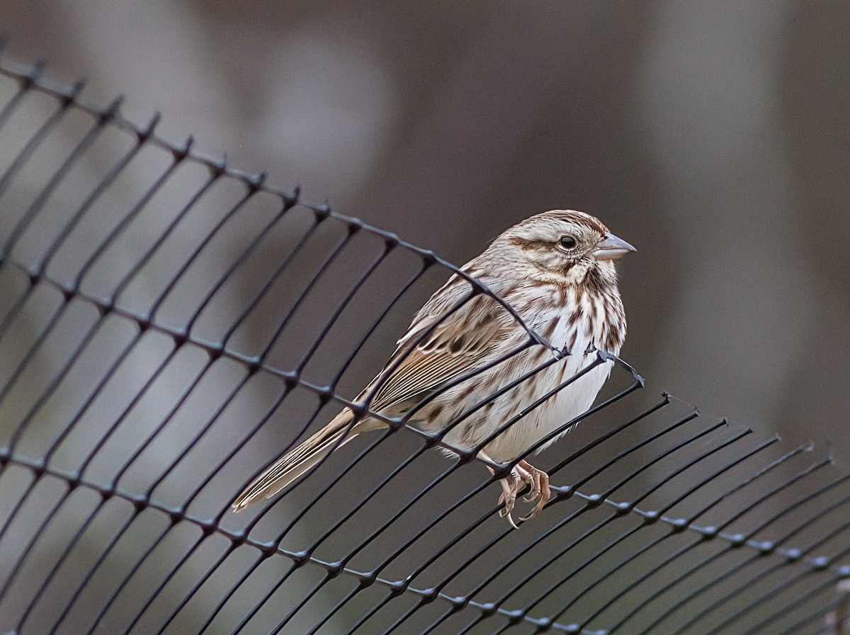 Song Sparrow - ML645894144