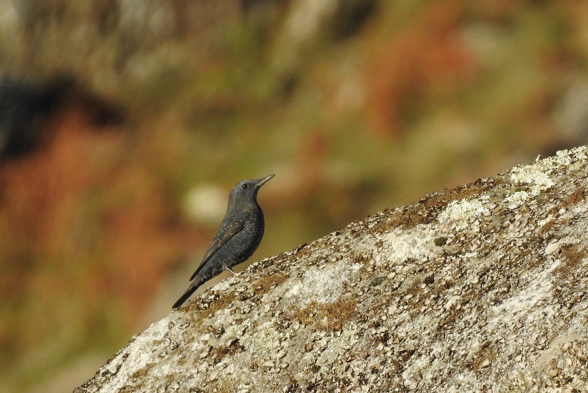 藍磯鶇 - ML645894148