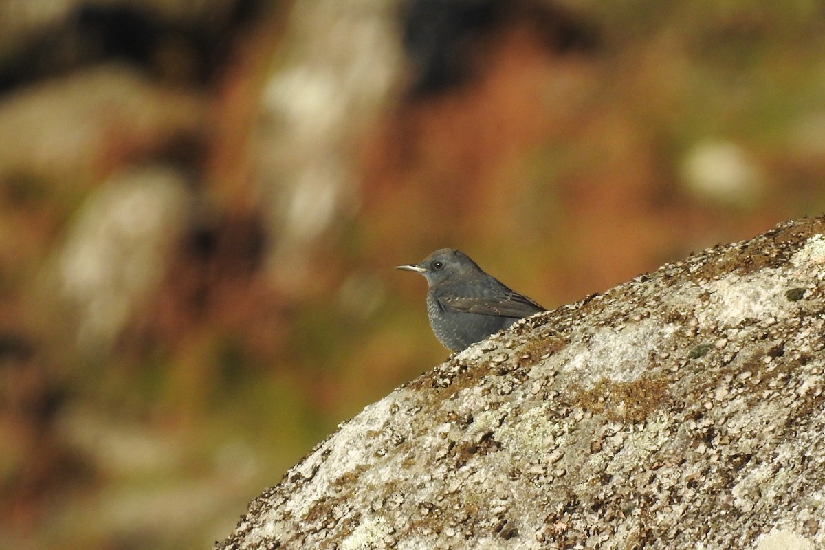 藍磯鶇 - ML645894149