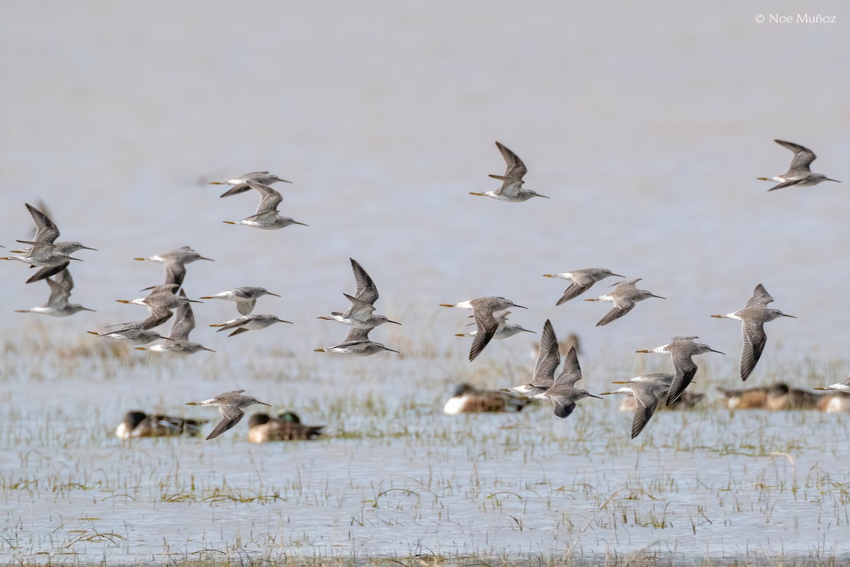 Ходулочниковый песочник - ML645894151