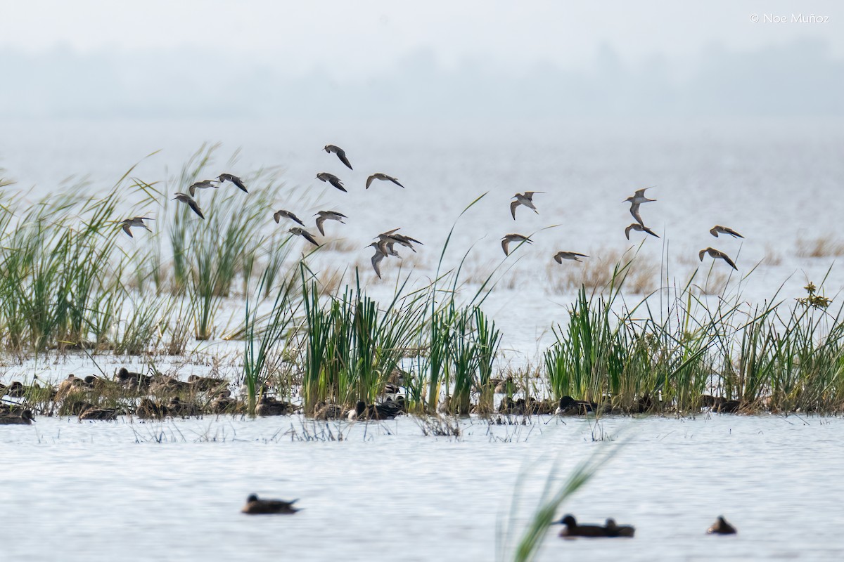 Ходулочниковый песочник - ML645894152