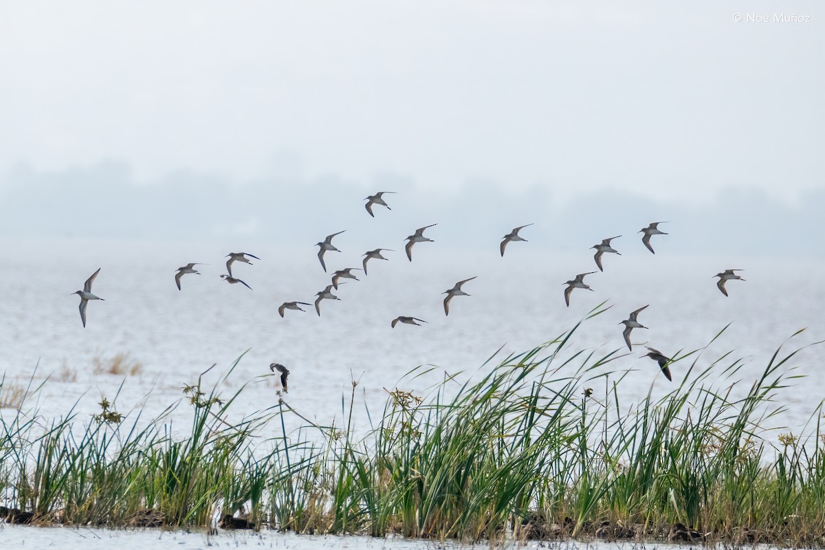 Ходулочниковый песочник - ML645894154