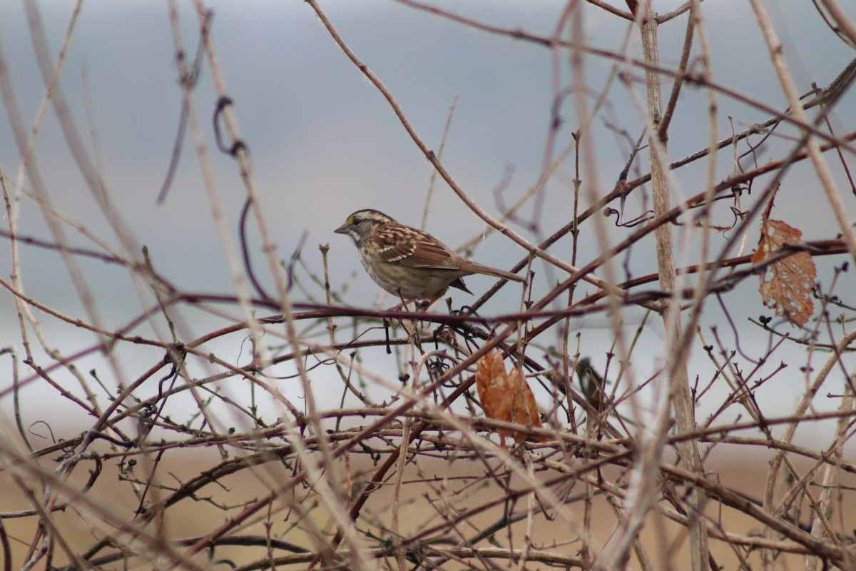 White-throated Sparrow - ML645894155