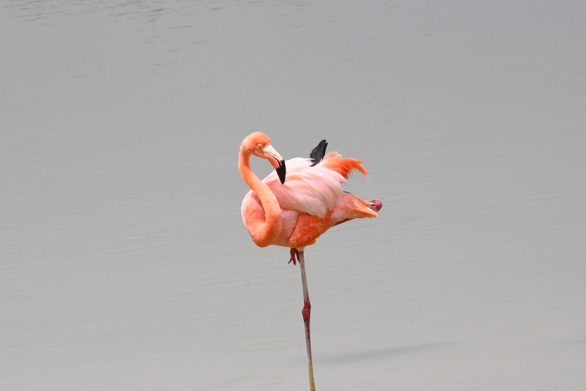 American Flamingo - ML645894156