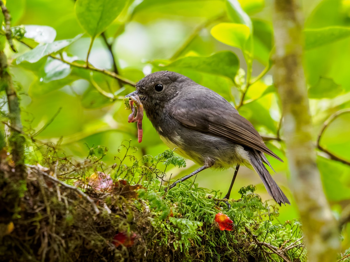 South Island Robin - ML645894159