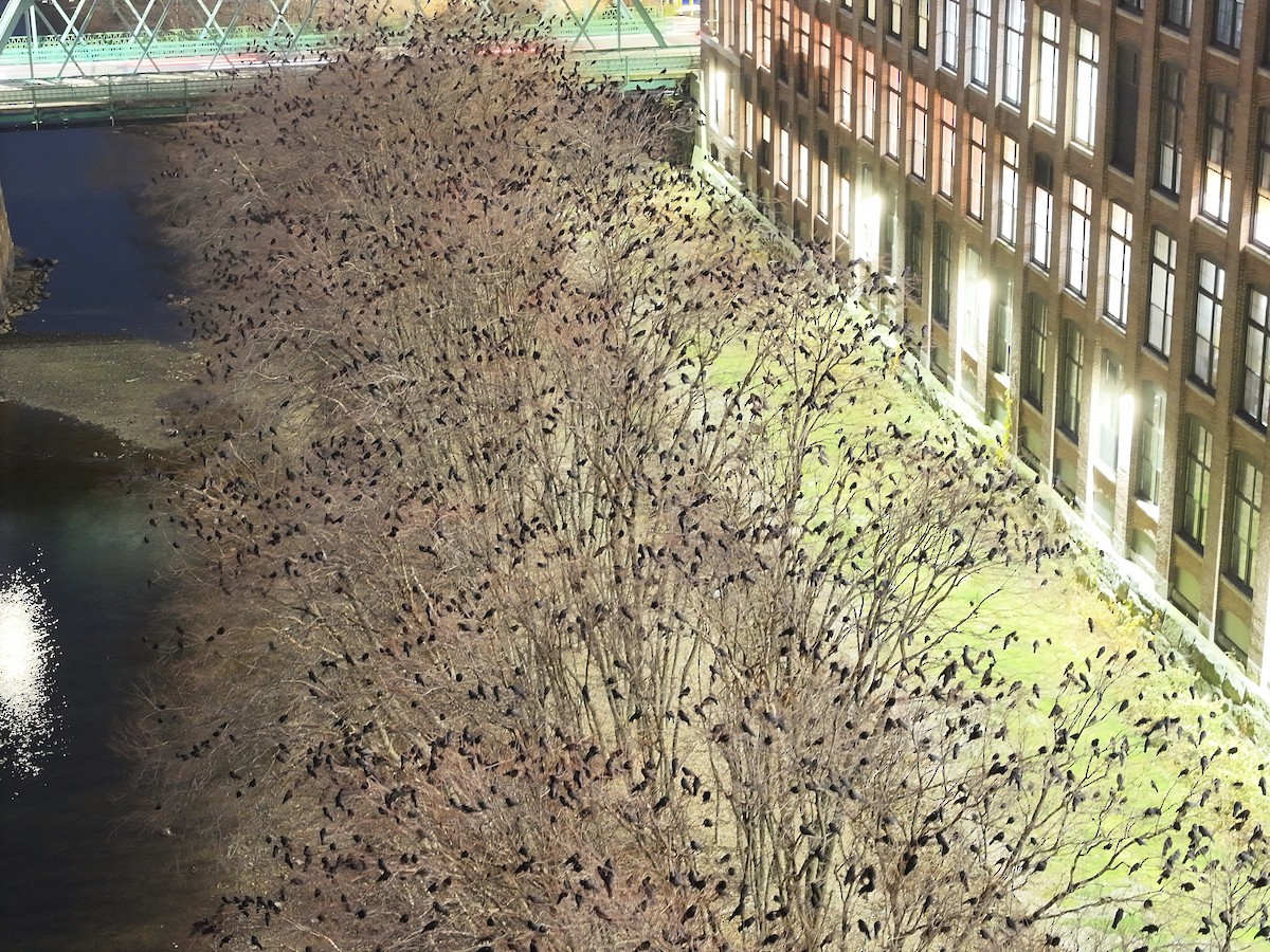 American Crow - ML645894160