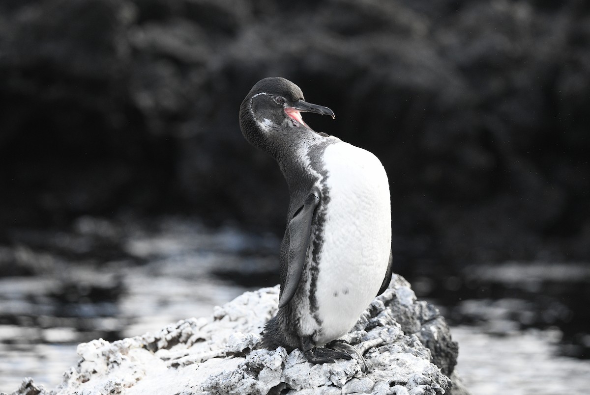 Galapagos Penguin - ML645894165