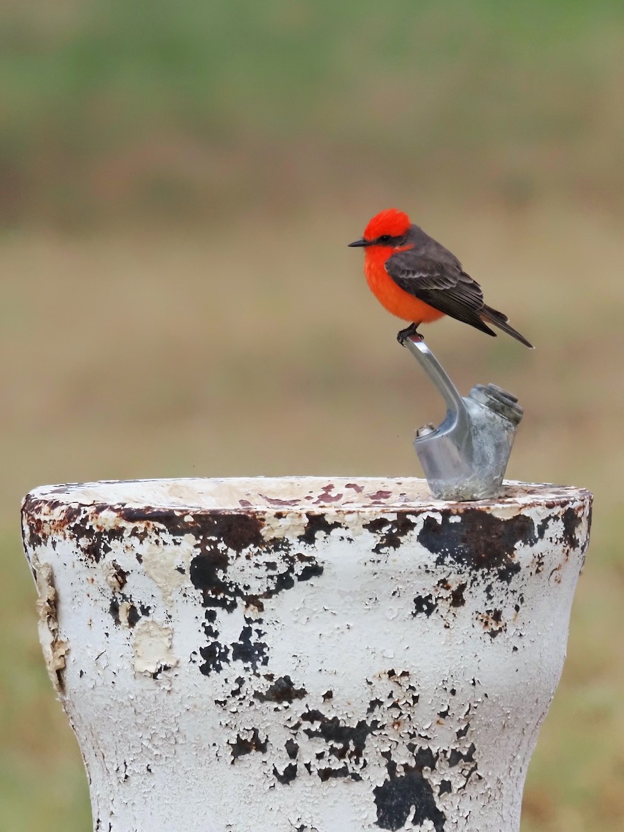 Vermilion Flycatcher - ML645894166