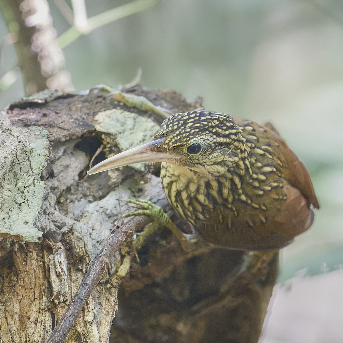 Светлоклювый древолаз - ML645894167