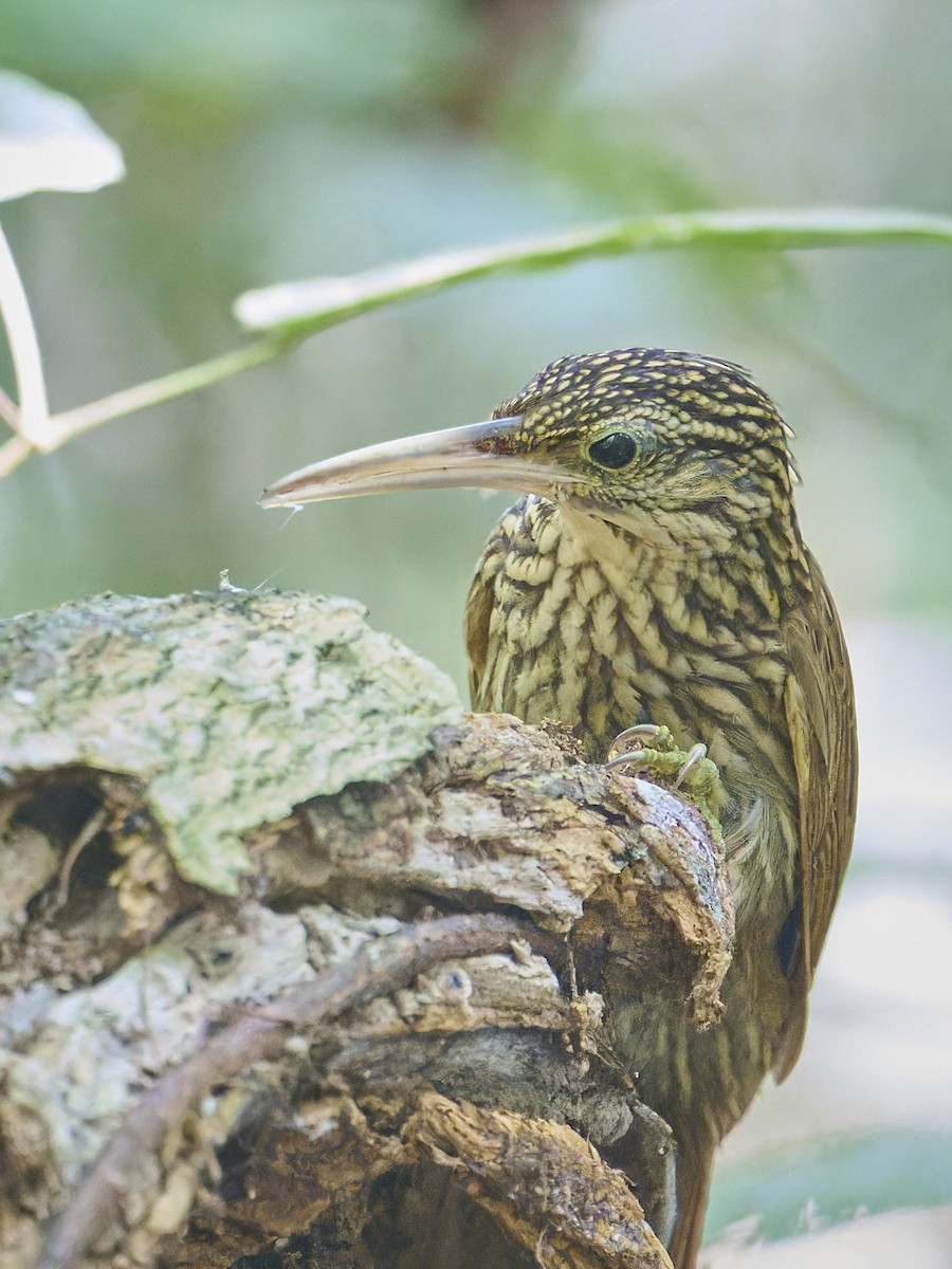 Светлоклювый древолаз - ML645894168