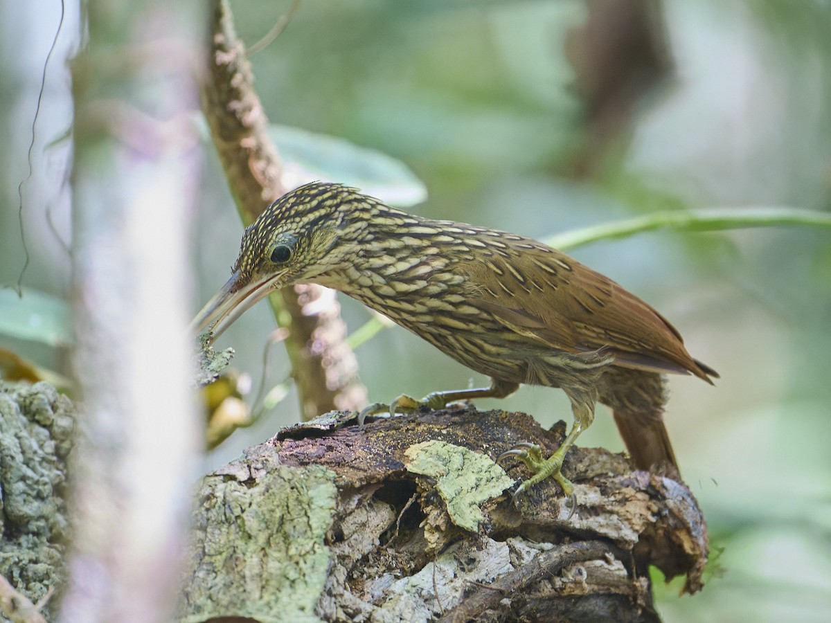 Светлоклювый древолаз - ML645894169