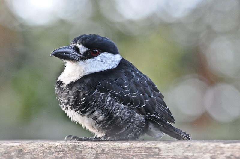 Большеклювая пуховка - ML645894170