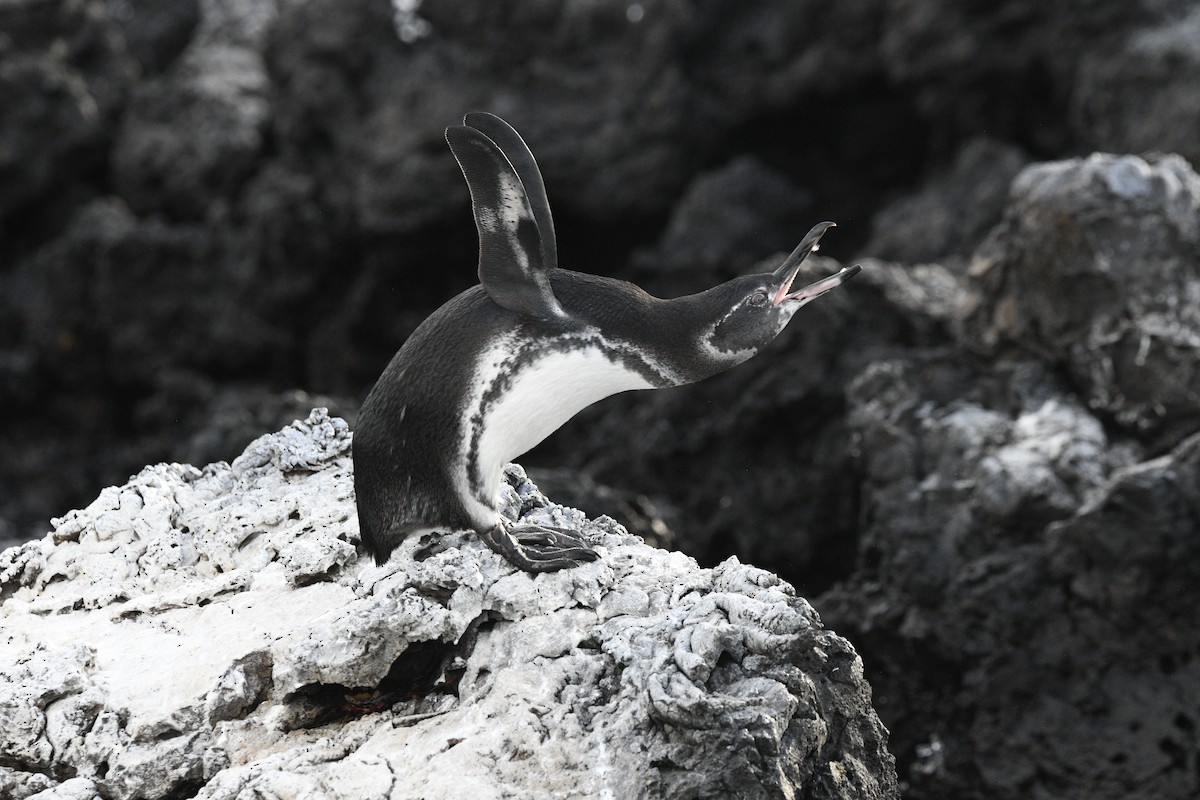 Галапагосский пингвин - ML645894172