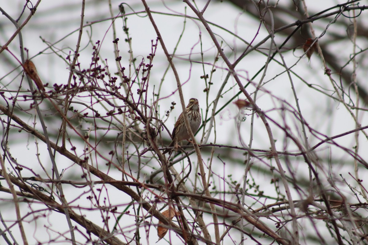 Саванная овсянка - ML645894173