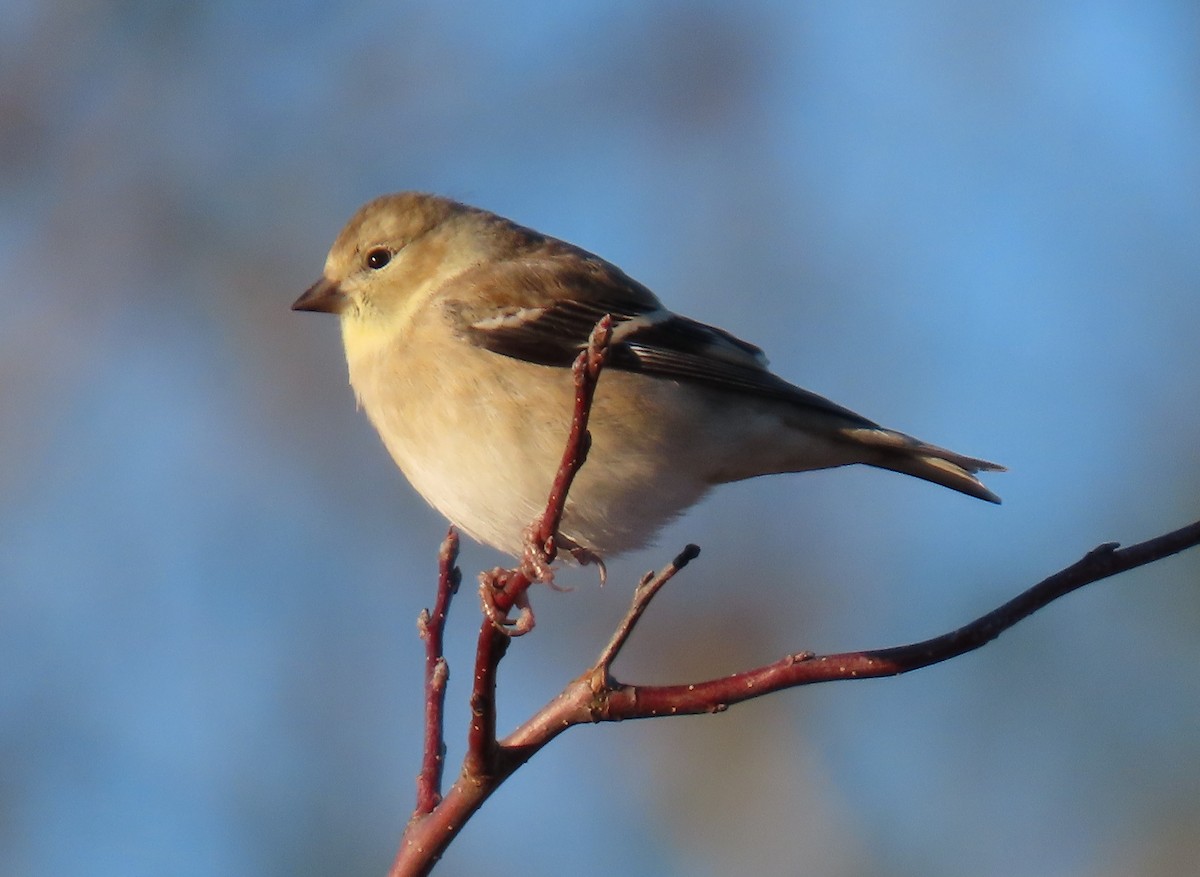 Американский чиж - ML645894174