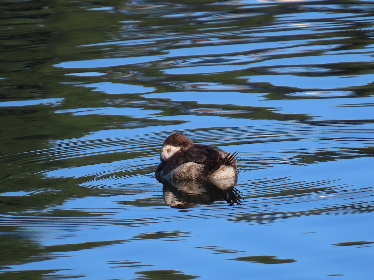 Американская савка - ML645894175