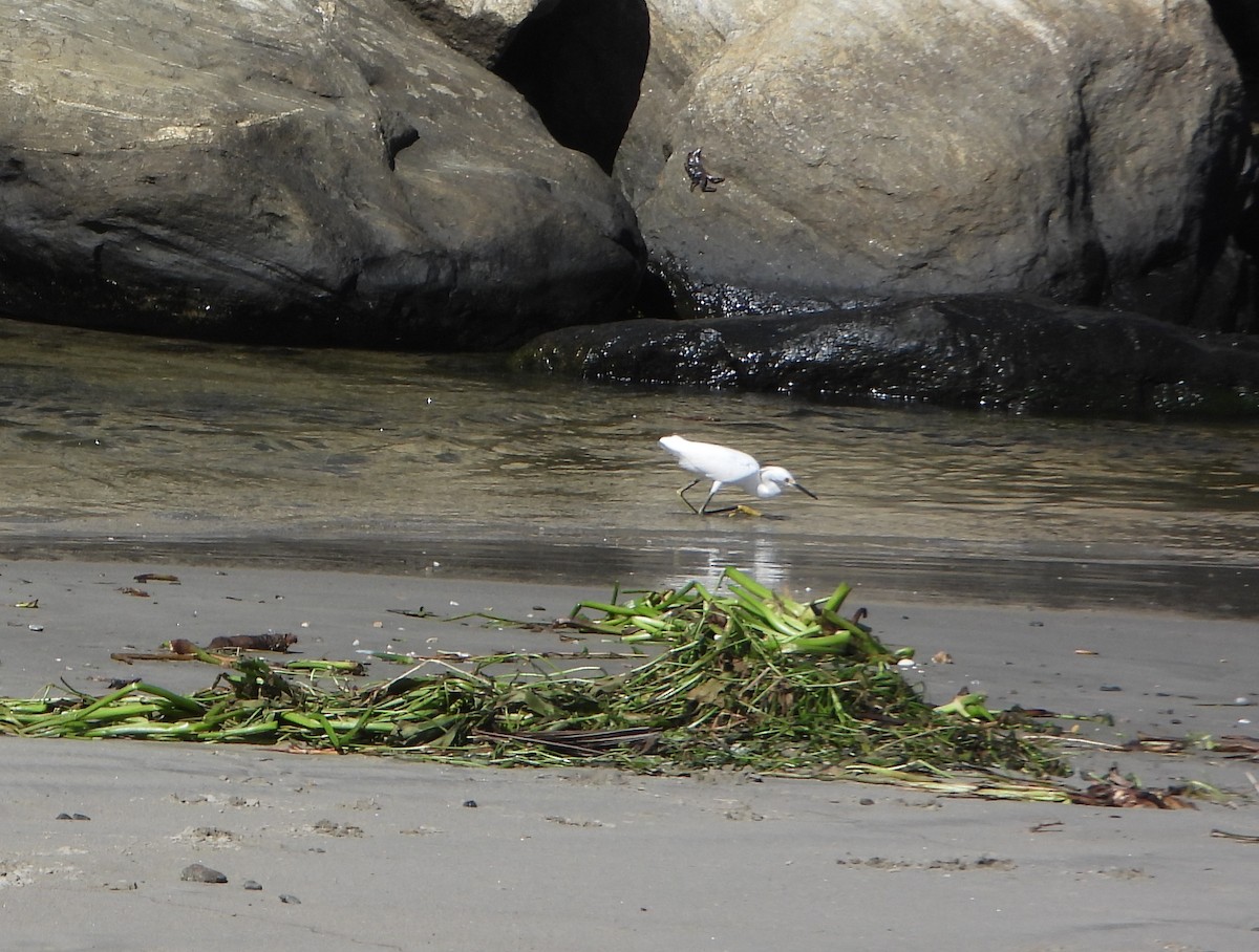 Снежная цапля - ML645894177