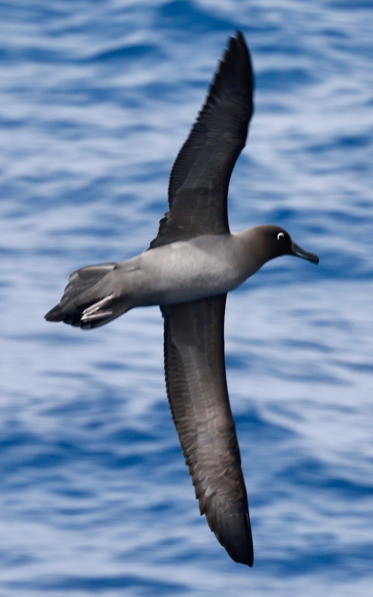 Светлоспинный альбатрос - ML645894178