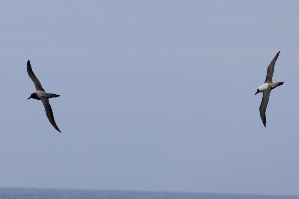 Albatros hauskara - ML645894179