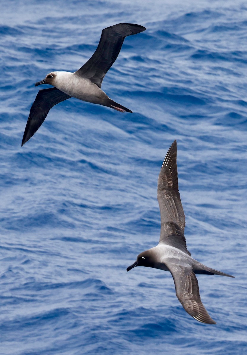 Светлоспинный альбатрос - ML645894180