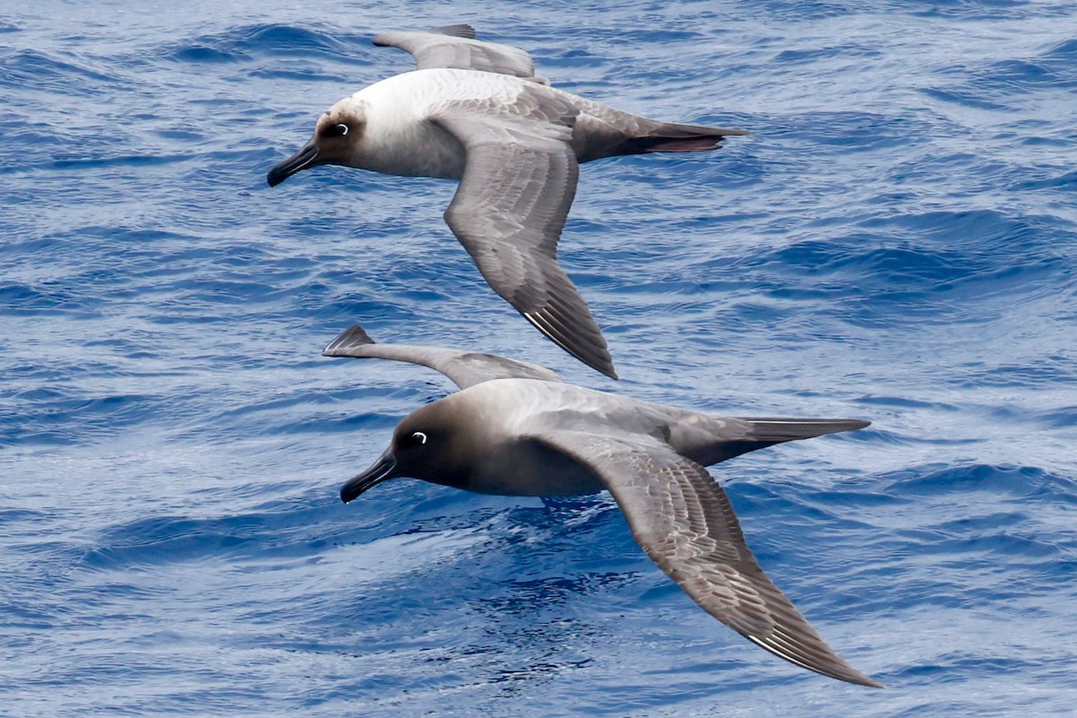 Светлоспинный альбатрос - ML645894181