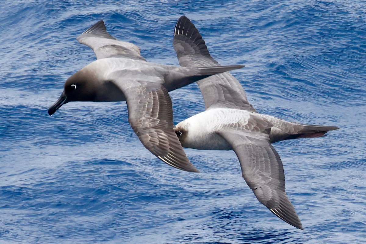 Светлоспинный альбатрос - ML645894182