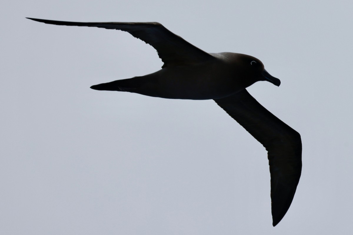 Albatros hauskara - ML645894183