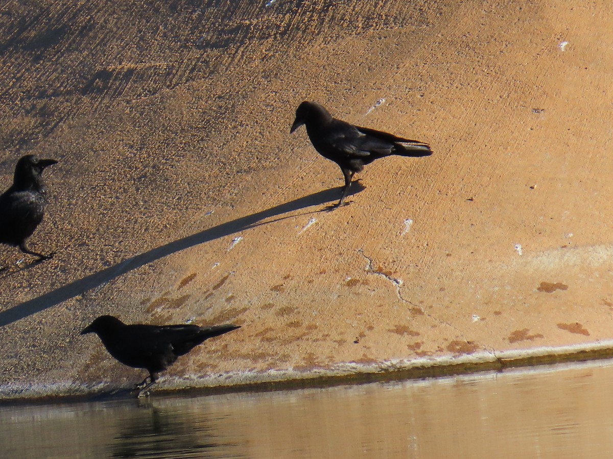 Американская ворона - ML645894187