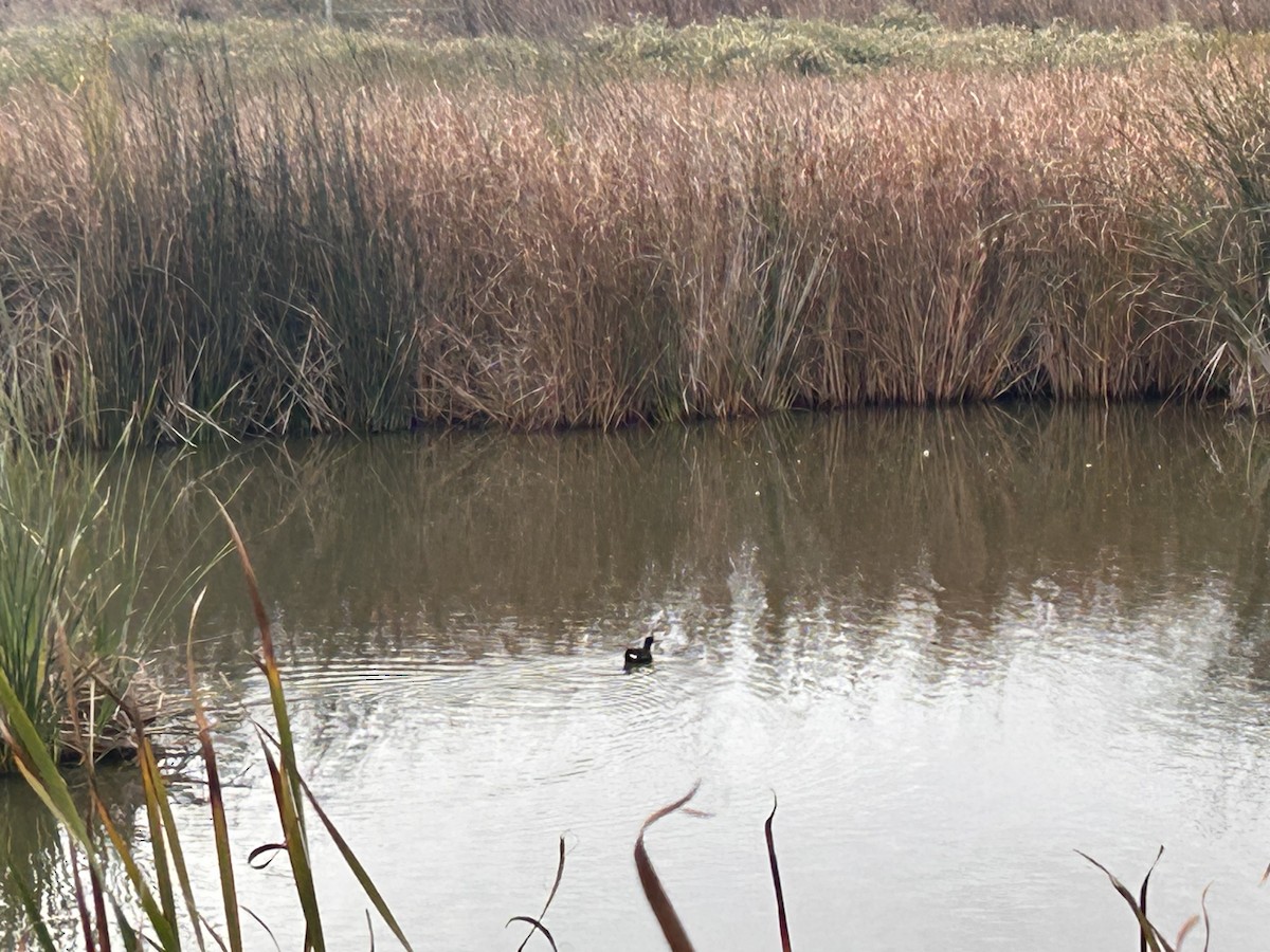 Американская камышница - ML645894188