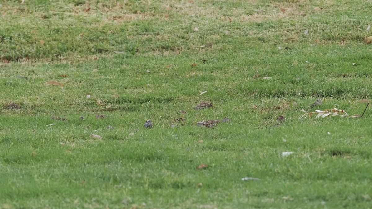 Chipping Sparrow - ML645894189