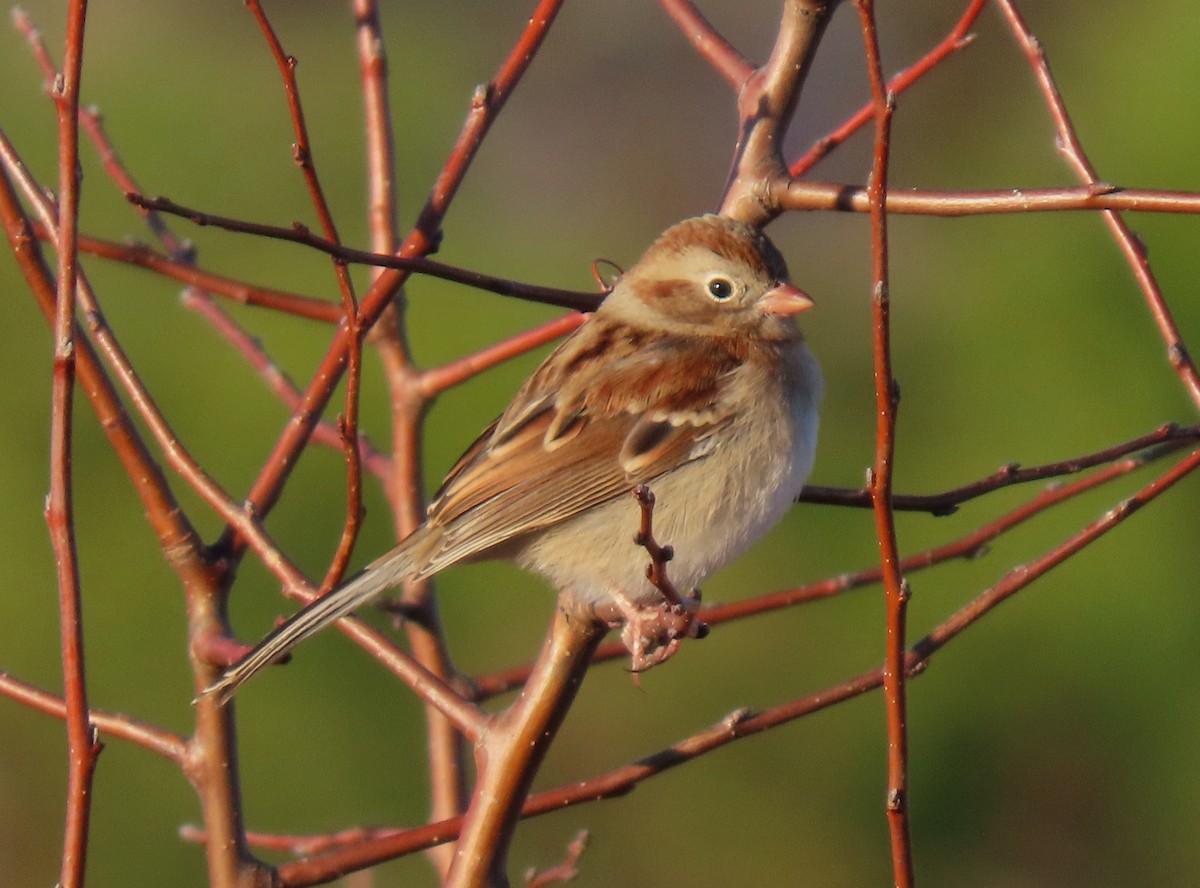 Полевая малая овсянка - ML645894190