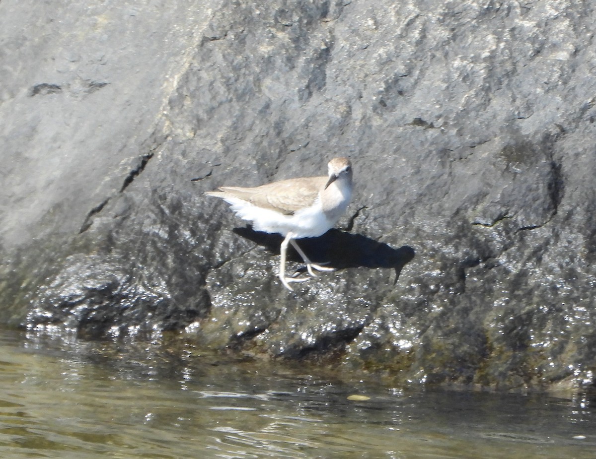 Пятнистый перевозчик - ML645894191