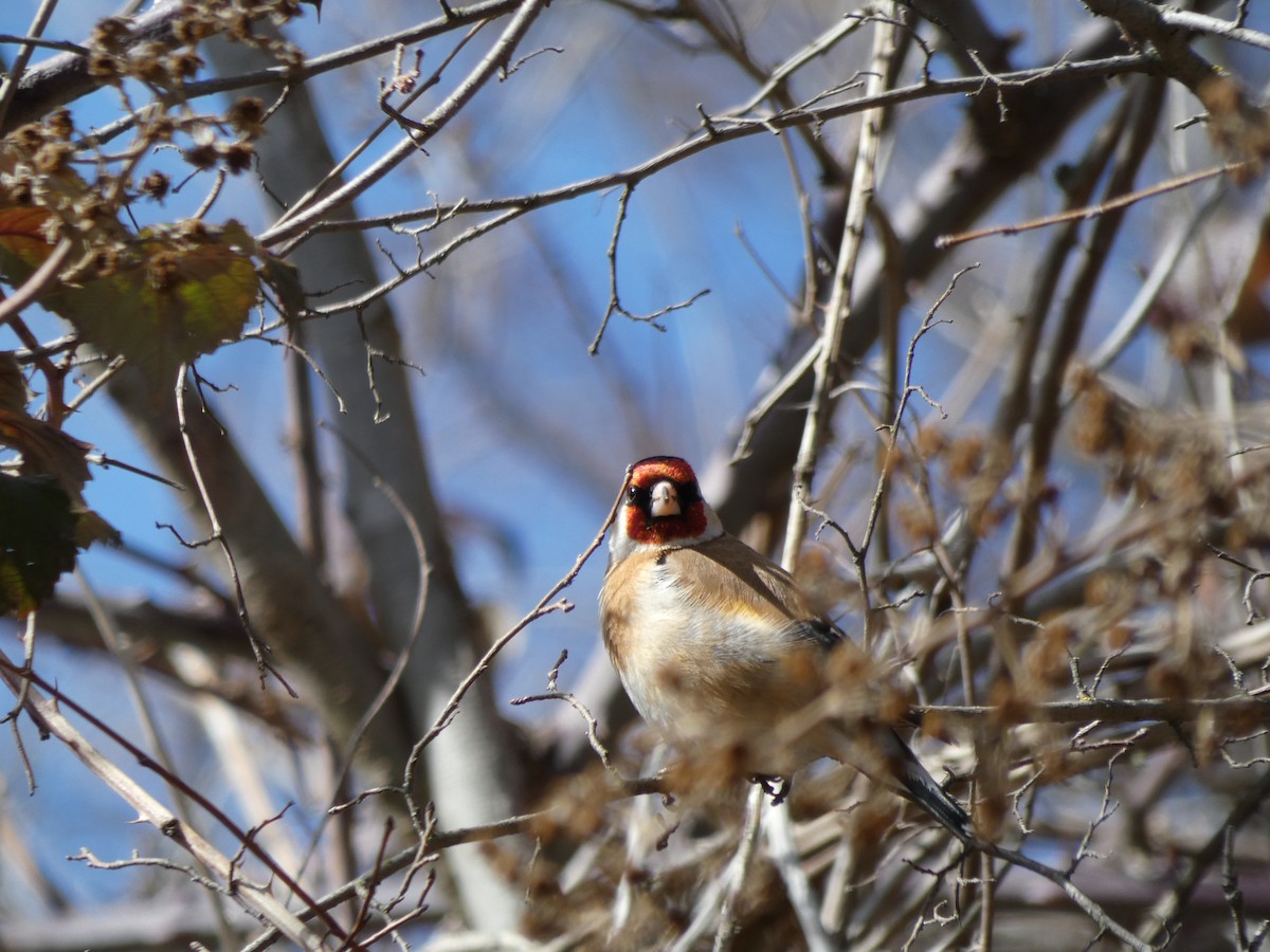 Щегол - ML645894192