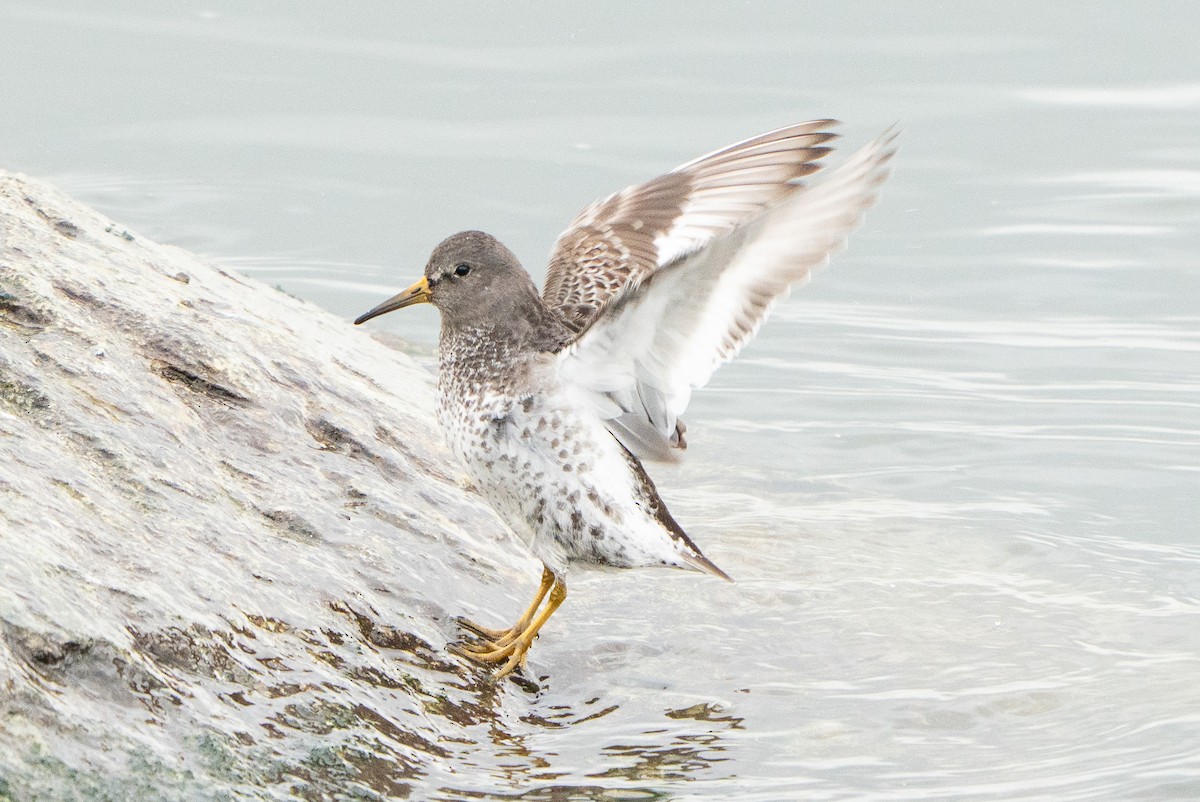 Берингийский песочник - ML645894193