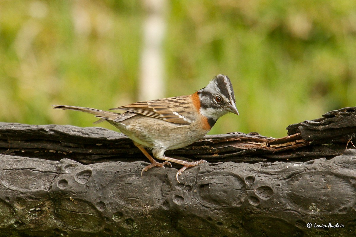 Рыжешейная зонотрихия - ML645894194