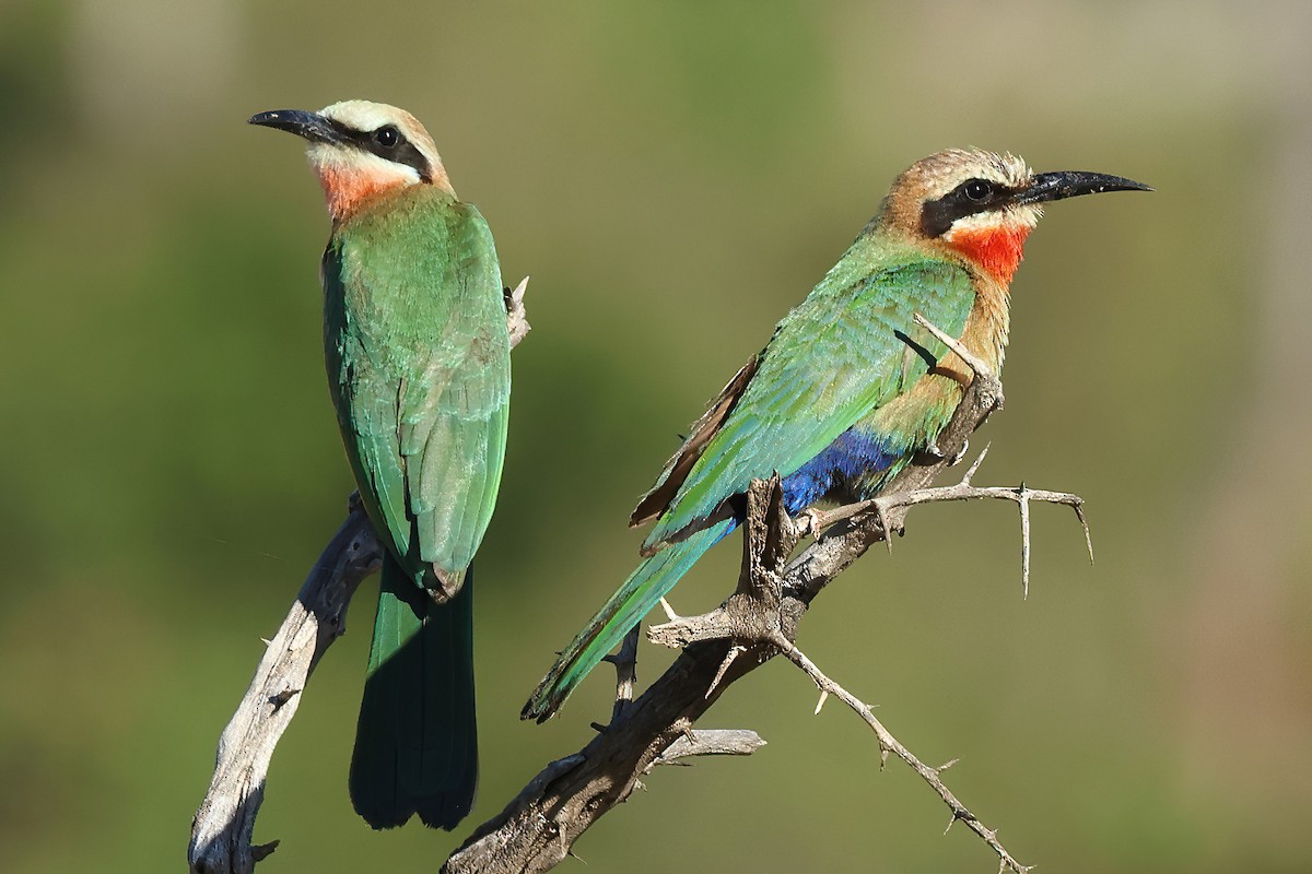 Белолобая щурка - ML645894195