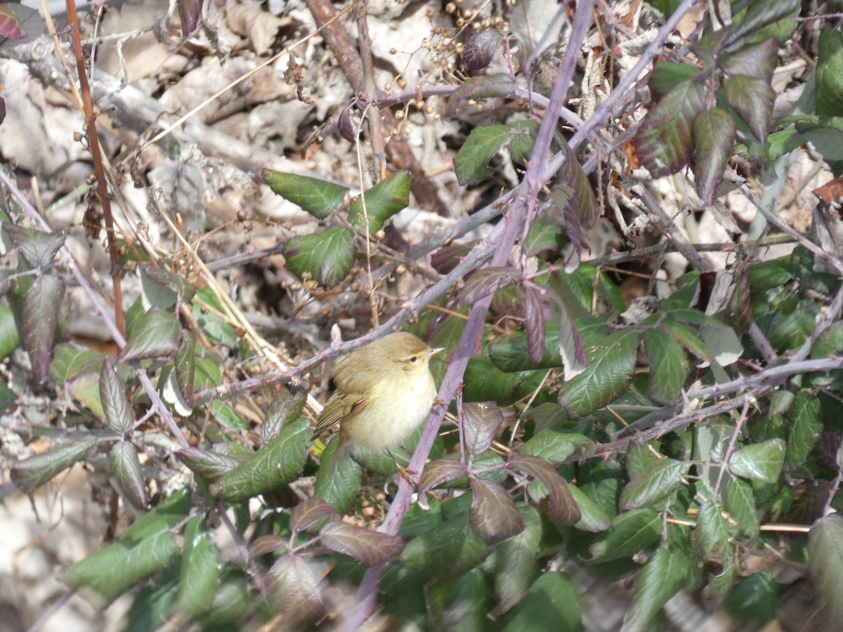 Пеночка-теньковка - ML645894197