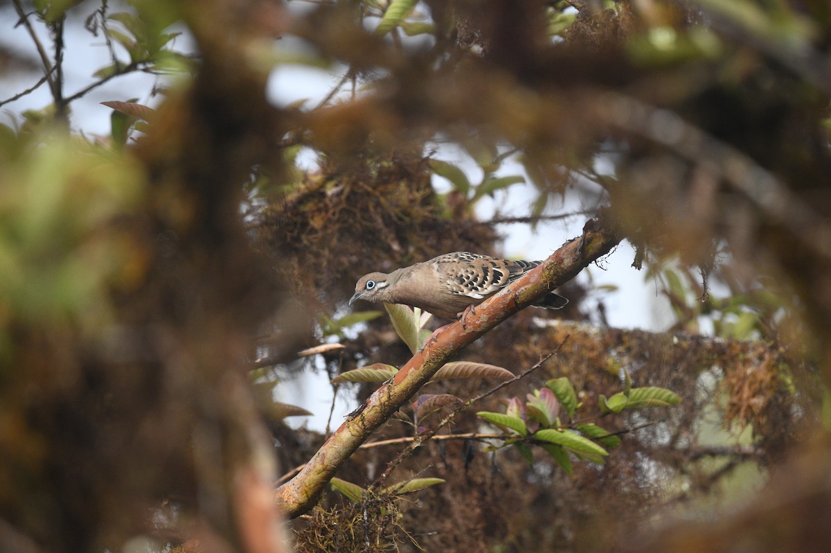 Галапагосская горлица - ML645894198