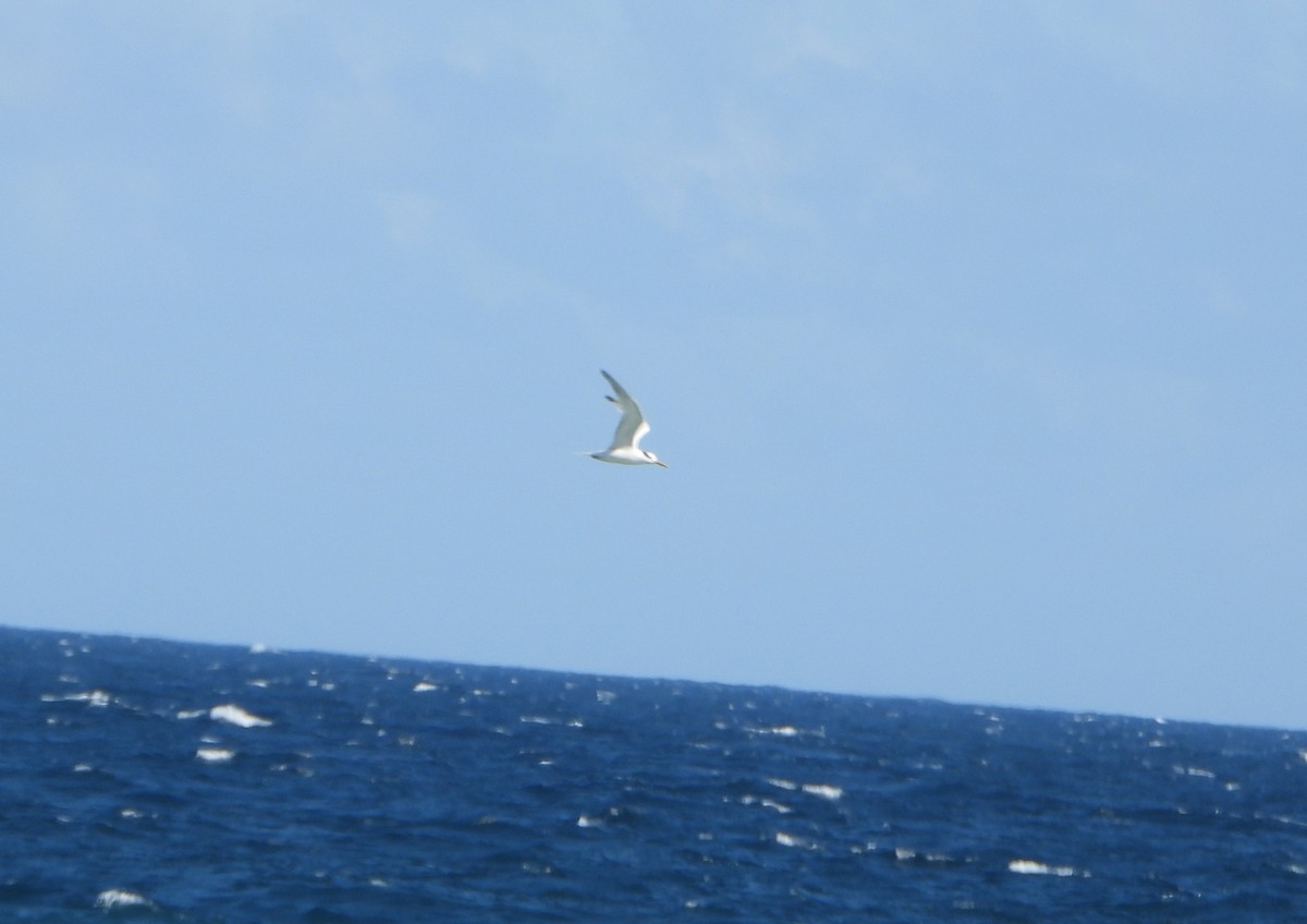 Королевская крачка - ML645894201